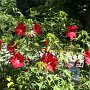Courtesy: Gaitri Tiwari from DC<br />Hibiscus ( Picture speaks beautifully about her Yard )